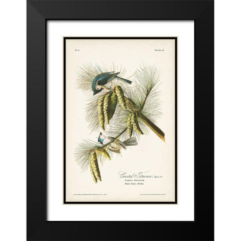 Pl. 39 Crested Titmouse Black Modern Wood Framed Art Print with Double Matting by Audubon, John James
