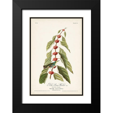 Pl. 49 Blue- Green Warbler Black Modern Wood Framed Art Print with Double Matting by Audubon, John James