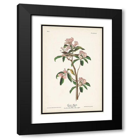Pl. 55 Cuviers Regulus Black Modern Wood Framed Art Print with Double Matting by Audubon, John James