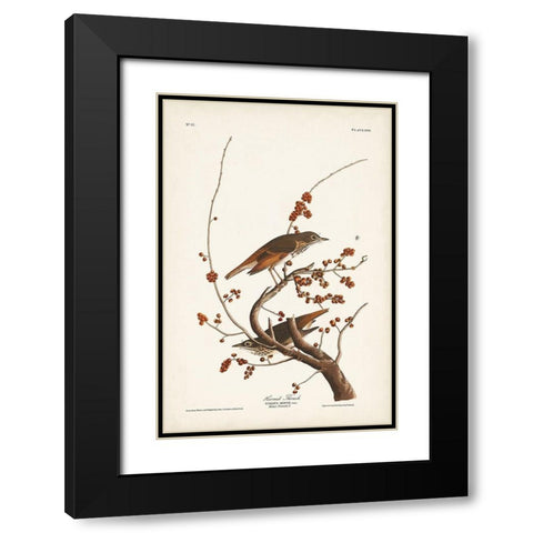 Pl. 58 Hermit Thrush Black Modern Wood Framed Art Print with Double Matting by Audubon, John James