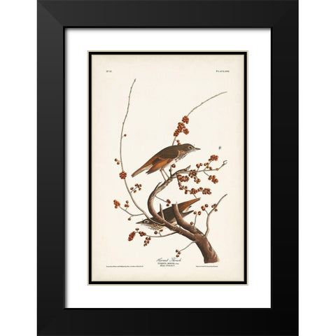 Pl. 58 Hermit Thrush Black Modern Wood Framed Art Print with Double Matting by Audubon, John James