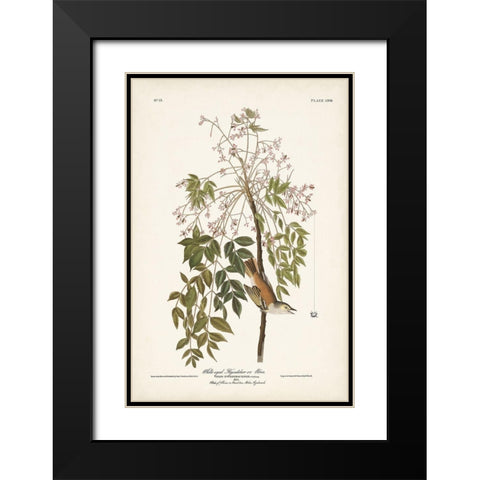 Pl. 63 White-eyed Flycatcher Black Modern Wood Framed Art Print with Double Matting by Audubon, John James
