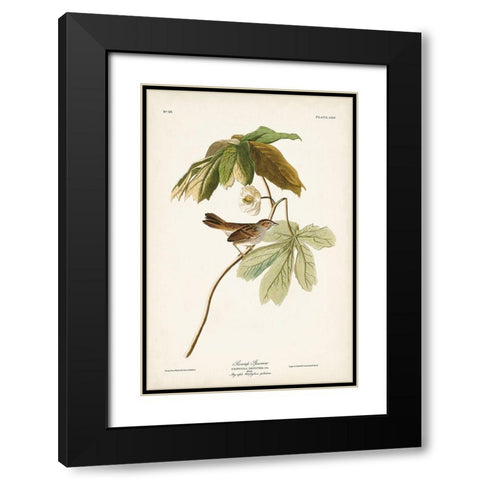 Pl. 64 Swamp Sparrow Black Modern Wood Framed Art Print with Double Matting by Audubon, John James