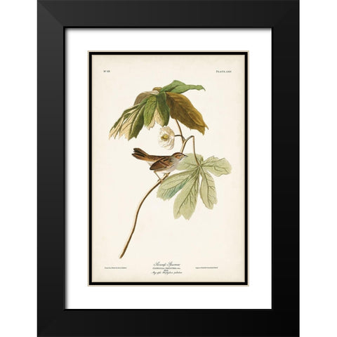 Pl. 64 Swamp Sparrow Black Modern Wood Framed Art Print with Double Matting by Audubon, John James