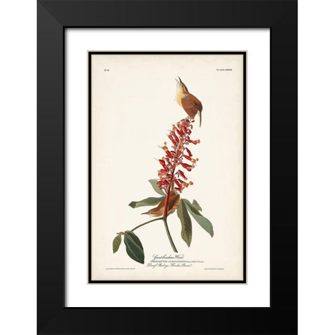 Pl. 78 Great Carolina Wren Black Modern Wood Framed Art Print with Double Matting by Audubon, John James