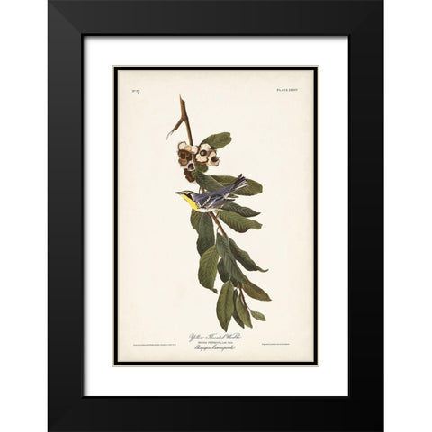 Pl. 85 Yellow-throated Warbler Black Modern Wood Framed Art Print with Double Matting by Audubon, John James