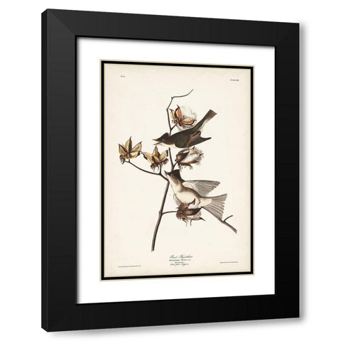 Pl. 120 Pewit Flycatcher Black Modern Wood Framed Art Print with Double Matting by Audubon, John James