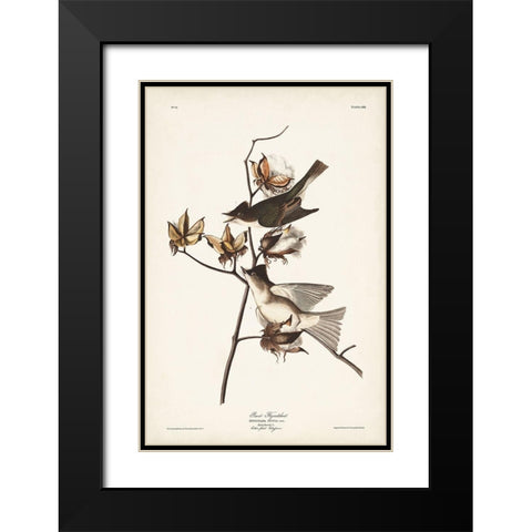 Pl. 120 Pewit Flycatcher Black Modern Wood Framed Art Print with Double Matting by Audubon, John James