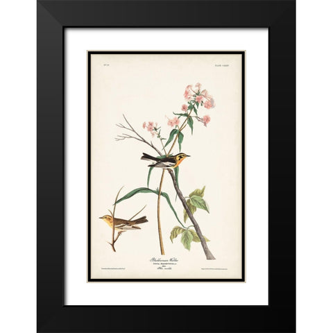 Pl. 135 Blackburnian Warbler Black Modern Wood Framed Art Print with Double Matting by Audubon, John James