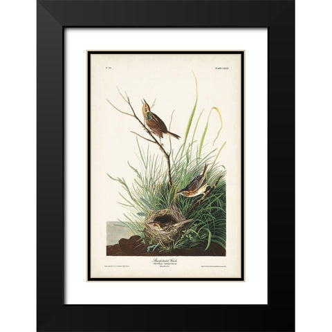 Pl. 149 Sharp-tailed Finch Black Modern Wood Framed Art Print with Double Matting by Audubon, John James