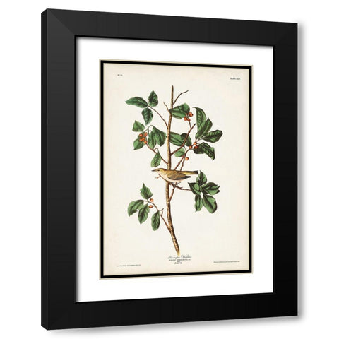 Pl. 154 Tennessee Warbler Black Modern Wood Framed Art Print with Double Matting by Audubon, John James