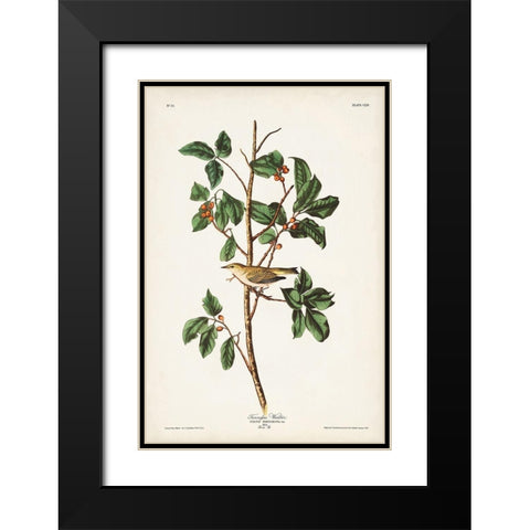 Pl. 154 Tennessee Warbler Black Modern Wood Framed Art Print with Double Matting by Audubon, John James