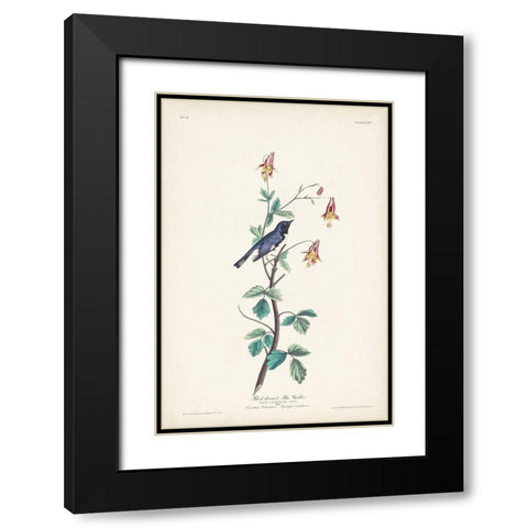 Pl. 155 Black-throated Blue Warbler Black Modern Wood Framed Art Print with Double Matting by Audubon, John James