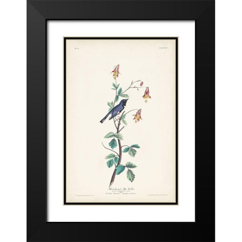Pl. 155 Black-throated Blue Warbler Black Modern Wood Framed Art Print with Double Matting by Audubon, John James