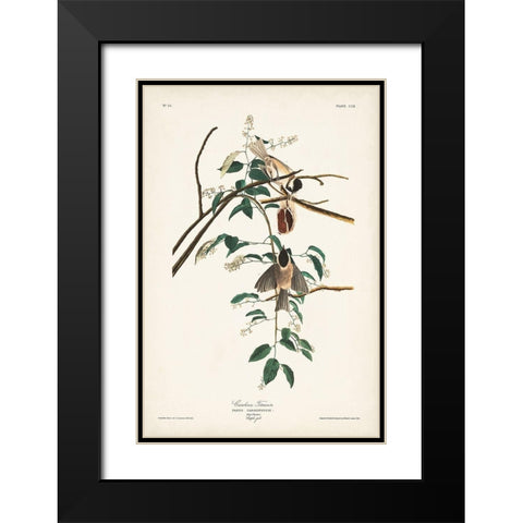 Pl. 160 Carolina Titmouse Black Modern Wood Framed Art Print with Double Matting by Audubon, John James
