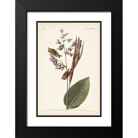 Pl. 183 American Golden-crested Wren Black Modern Wood Framed Art Print with Double Matting by Audubon, John James