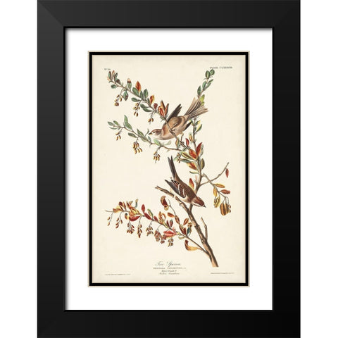 Pl. 188 Tree Sparrow Black Modern Wood Framed Art Print with Double Matting by Audubon, John James