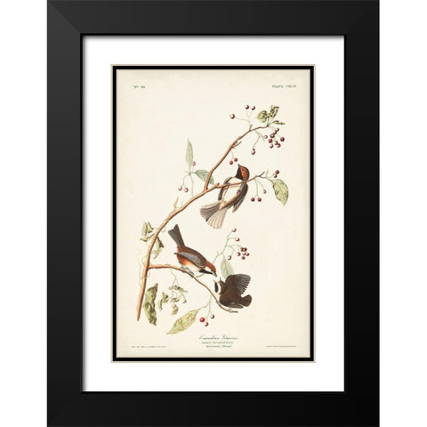 Pl. 194 Canadian Titmouse Black Modern Wood Framed Art Print with Double Matting by Audubon, John James