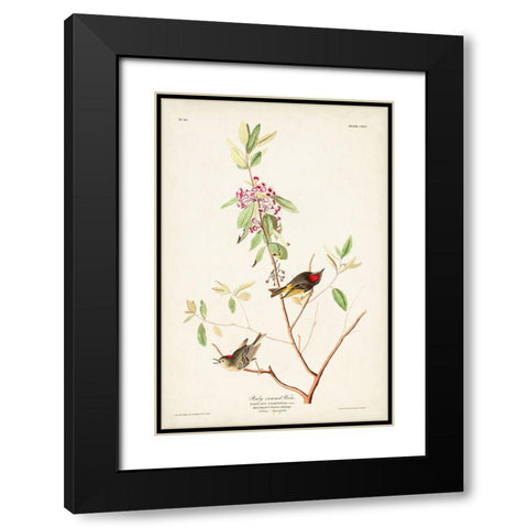 Pl. 195 Ruby-crowned Wren Black Modern Wood Framed Art Print with Double Matting by Audubon, John James