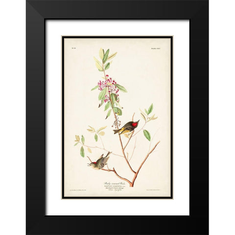 Pl. 195 Ruby-crowned Wren Black Modern Wood Framed Art Print with Double Matting by Audubon, John James