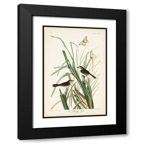 Pl. 355 Mac Gillivrays Finch Black Modern Wood Framed Art Print with Double Matting by Audubon, John James