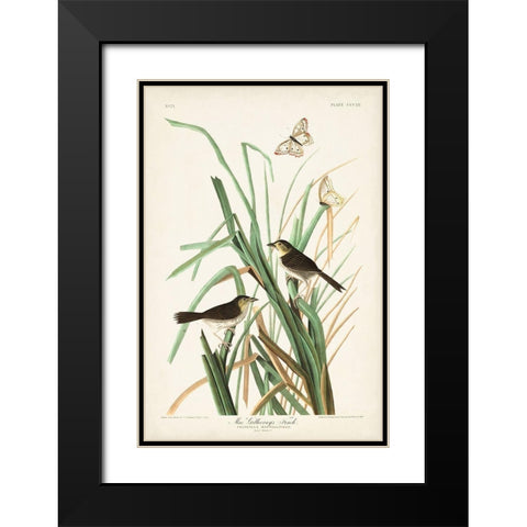 Pl. 355 Mac Gillivrays Finch Black Modern Wood Framed Art Print with Double Matting by Audubon, John James