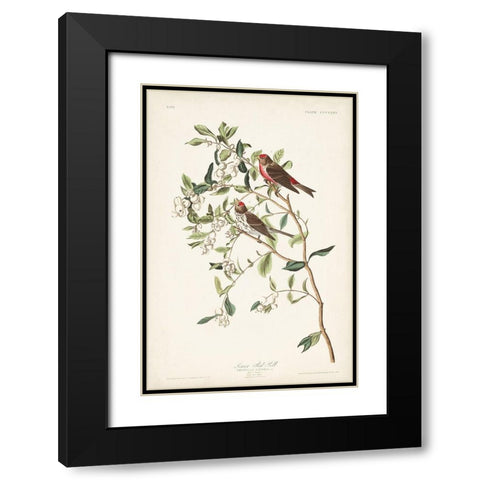 Pl. 375 Lesser Red Poll Black Modern Wood Framed Art Print with Double Matting by Audubon, John James