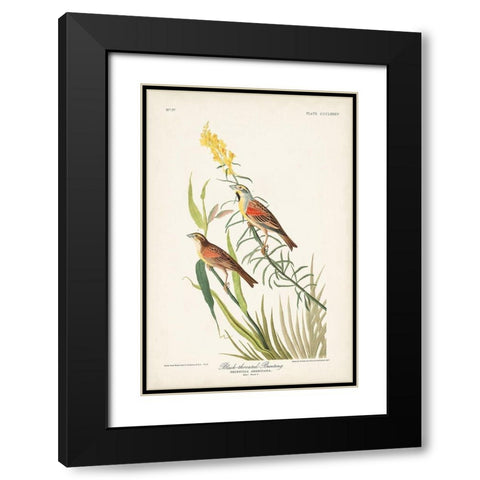 Pl. 384 Black-throated Bunting Black Modern Wood Framed Art Print with Double Matting by Audubon, John James
