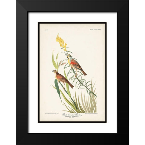 Pl. 384 Black-throated Bunting Black Modern Wood Framed Art Print with Double Matting by Audubon, John James