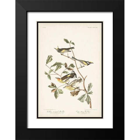 Pl. 414 Golden-winged Warbler Black Modern Wood Framed Art Print with Double Matting by Audubon, John James