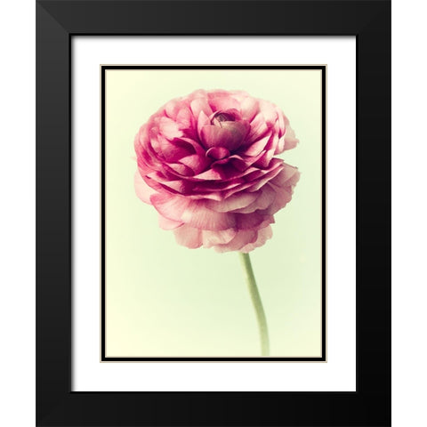 Lush Botanical II Black Modern Wood Framed Art Print with Double Matting by Stalus, Judy