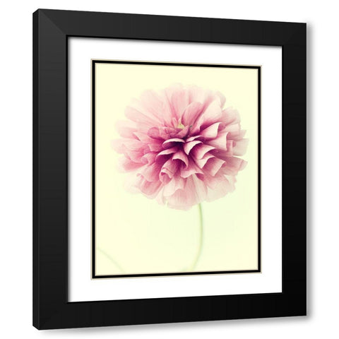 Lush Botanical III Black Modern Wood Framed Art Print with Double Matting by Stalus, Judy
