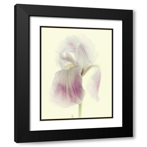 Flowers Aglow I Black Modern Wood Framed Art Print with Double Matting by Stalus, Judy