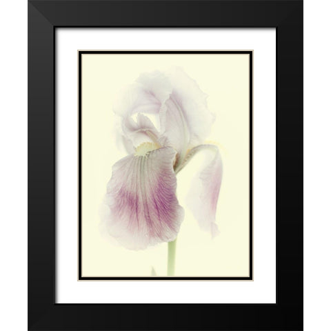 Flowers Aglow I Black Modern Wood Framed Art Print with Double Matting by Stalus, Judy