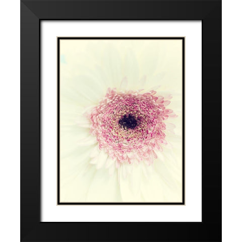 Flowers Aglow II Black Modern Wood Framed Art Print with Double Matting by Stalus, Judy