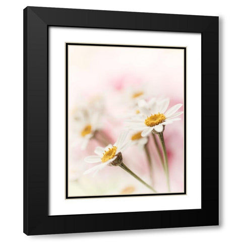 Flowers Aglow III Black Modern Wood Framed Art Print with Double Matting by Stalus, Judy