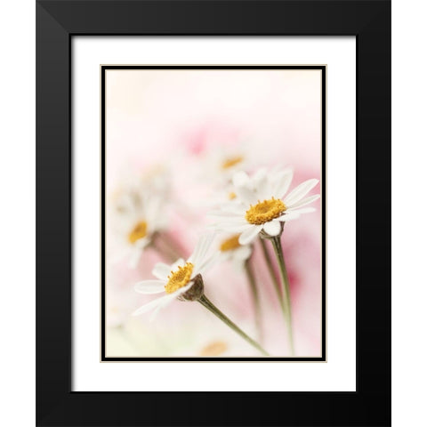 Flowers Aglow III Black Modern Wood Framed Art Print with Double Matting by Stalus, Judy