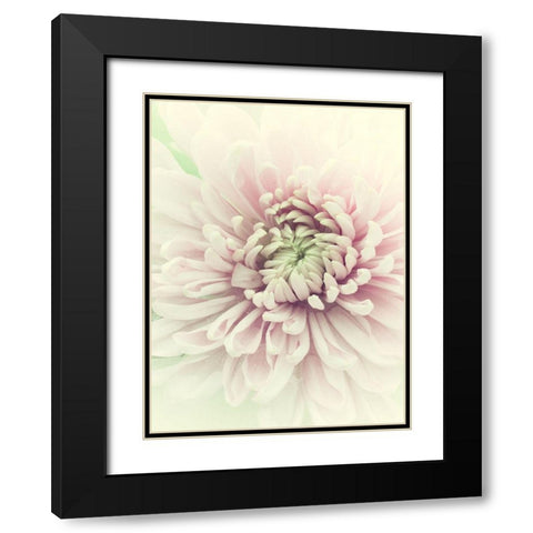 Flowers Aglow IV Black Modern Wood Framed Art Print with Double Matting by Stalus, Judy