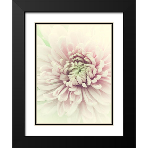 Flowers Aglow IV Black Modern Wood Framed Art Print with Double Matting by Stalus, Judy