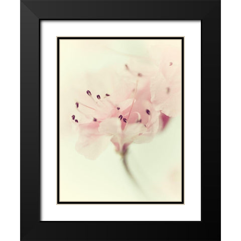 Flowers Aglow V Black Modern Wood Framed Art Print with Double Matting by Stalus, Judy
