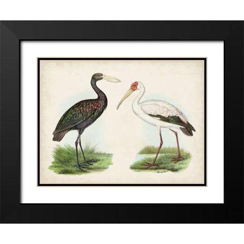 Antique Waterbirds I Black Modern Wood Framed Art Print with Double Matting by Unknown