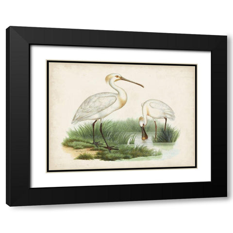 Antique Waterbirds III Black Modern Wood Framed Art Print with Double Matting by Unknown