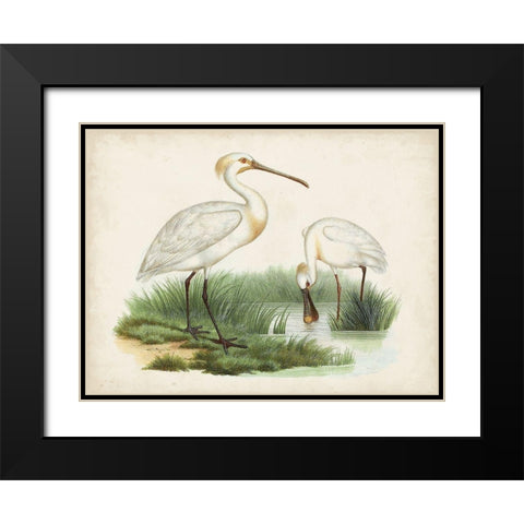Antique Waterbirds III Black Modern Wood Framed Art Print with Double Matting by Unknown