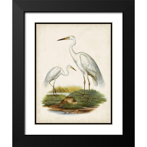Antique Waterbirds V Black Modern Wood Framed Art Print with Double Matting by Unknown