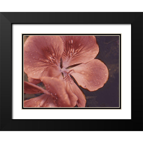 Garden Geraniums I Black Modern Wood Framed Art Print with Double Matting by Green, Jacob
