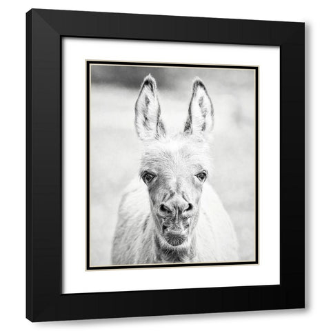 Donkey Portrait IV Black Modern Wood Framed Art Print with Double Matting by PHBurchett