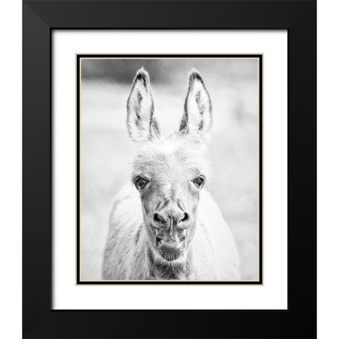 Donkey Portrait IV Black Modern Wood Framed Art Print with Double Matting by PHBurchett