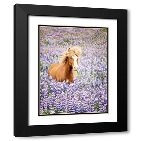 Horse in Lavender I Black Modern Wood Framed Art Print with Double Matting by PHBurchett