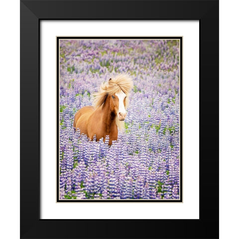 Horse in Lavender I Black Modern Wood Framed Art Print with Double Matting by PHBurchett