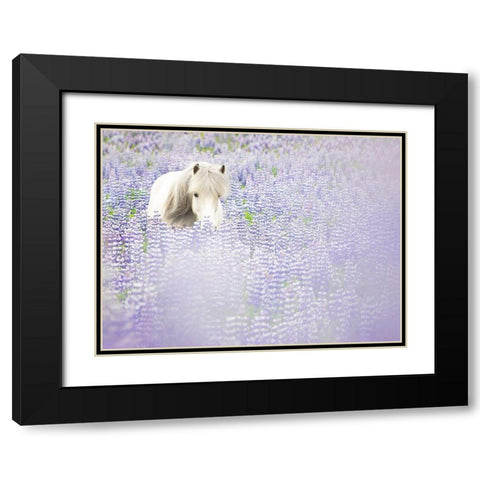Horse in Lavender II Black Modern Wood Framed Art Print with Double Matting by PHBurchett